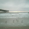 Seagulls_in_the_winter_thumb