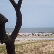 Tree_at_the_rocks_card