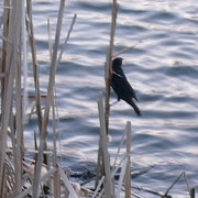 Starlingatfreshpond_card