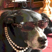 Gypsyinsunglassesnewversioncartoonandposterize_card