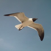 Seagull_flying_solo_card