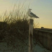 Glenn_close_the_seagull_card