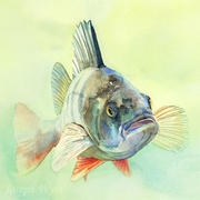 459_800josephwyss_card