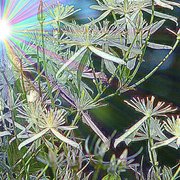 Enhancedflowers_card