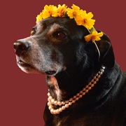 Newversionportraitofgypsypaintedbackground_card
