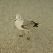Baby_seagull_at_wrightsville_beach_card