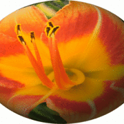 Lilysphere_card