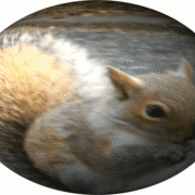 Squirrelsphere_card