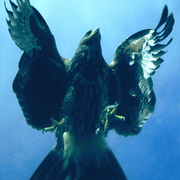 134crp2_copysm_card