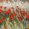 Field-of-poppies_thumb
