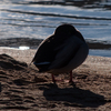Dsc_1219_thumb