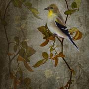 American_goldfinch_card