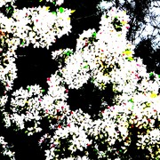 Cherryblossomphotoshop_card