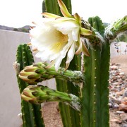 Cactus_flower_card
