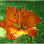 00035_card