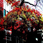 Fallfoliagetreeharvardsquarerevised_card