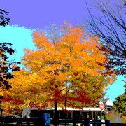 Goldenfallfoliageharvsquarerevised2_card