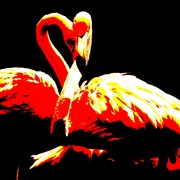 Flamingoesrevised_card