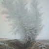 Portrait_of_frozen_willow_thumb