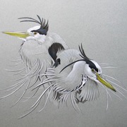 Herons_card