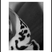 Orkide3_card