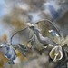 Fusion_orchid