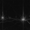White_and_black_with_2_smaller_thumb
