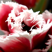 Tulpe_card