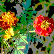 Marigoldrevised_card