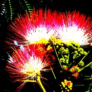 Mimosarevised_card