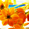 Flowers_thumb