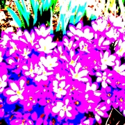 Springcrocusesrevised_card