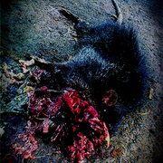Menghukum_satu_mendidik_seribu_card