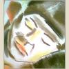 Portratit_thumb
