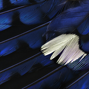 On_the_wing_card