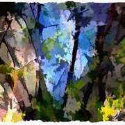 Abstractforestlight_card