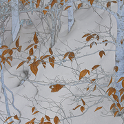 Ironwood_in_the_snow_card