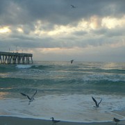Seagulls_in_the_storm_card