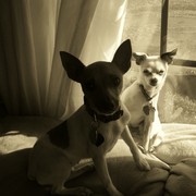 Paco_and_zena_sepia_card