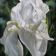 Iris_spring