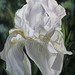 Iris_spring