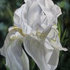 Iris_spring