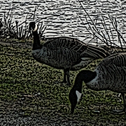 Charlesrivergeeserevised_card