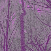Purpleforestrevised_card