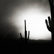 Saguaros_72-600_card