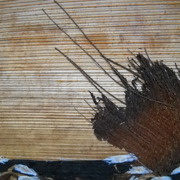Boat_in_trouble