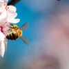Bee-2253_thumb