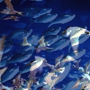 Layers_flying_fish_card