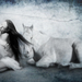 Poetryoflosssmall_square