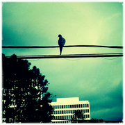Bird_on_wire_card